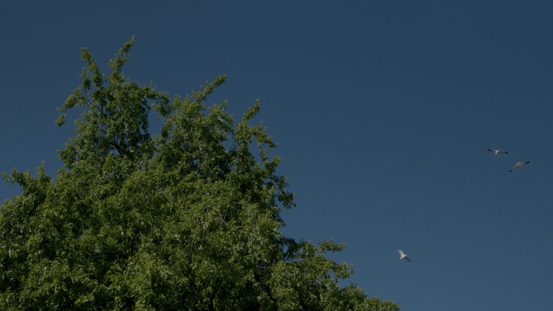 Ein Baum und fliegende Vögel vor blauem Himmel.